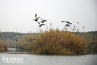 常熟味道 難忘沙家浜小鎮上的四妹爊雞味 圖